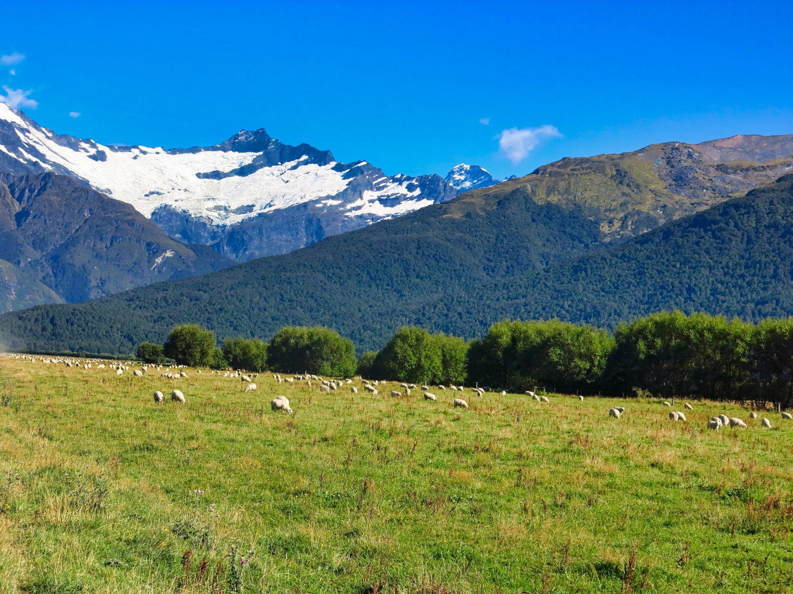 Wanaka